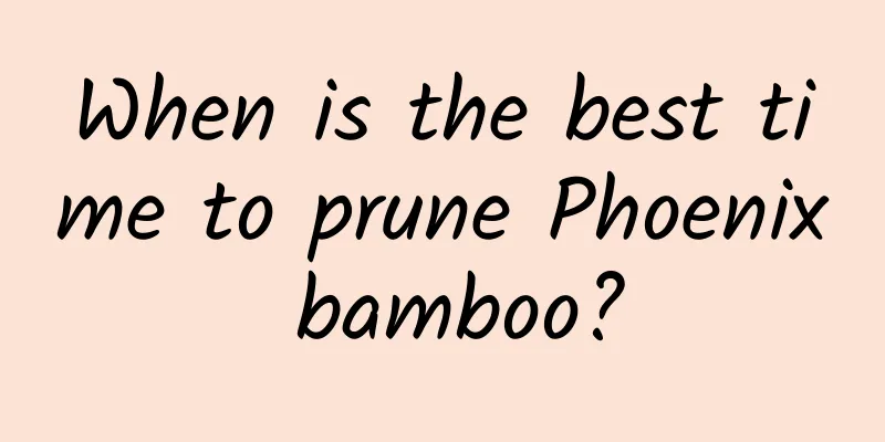 When is the best time to prune Phoenix bamboo?