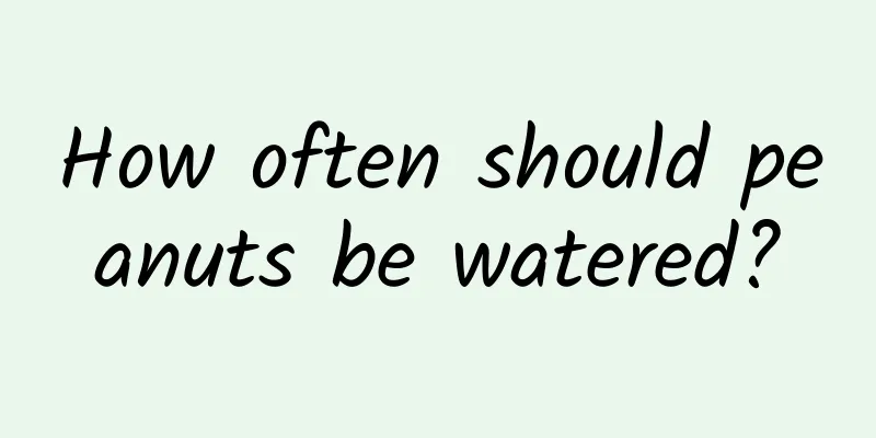 How often should peanuts be watered?