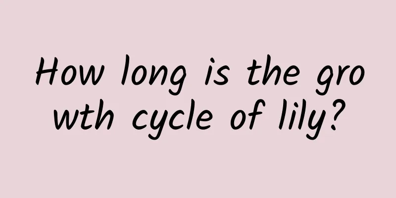 How long is the growth cycle of lily?
