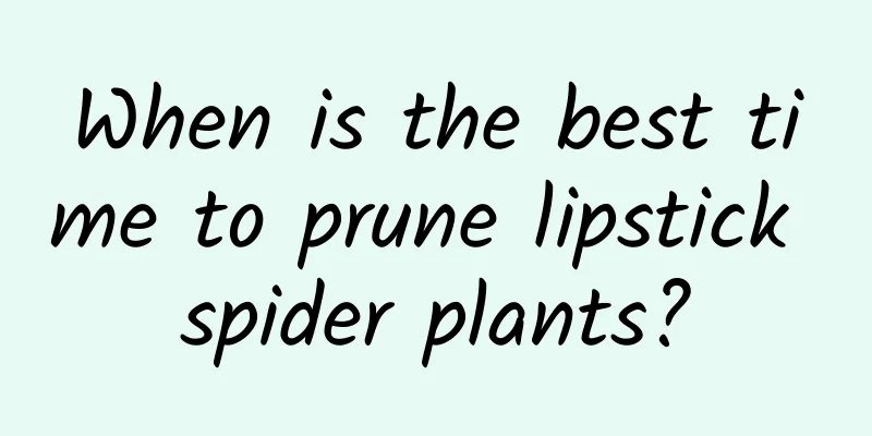 When is the best time to prune lipstick spider plants?