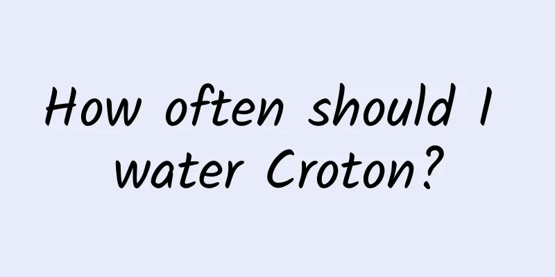 How often should I water Croton?