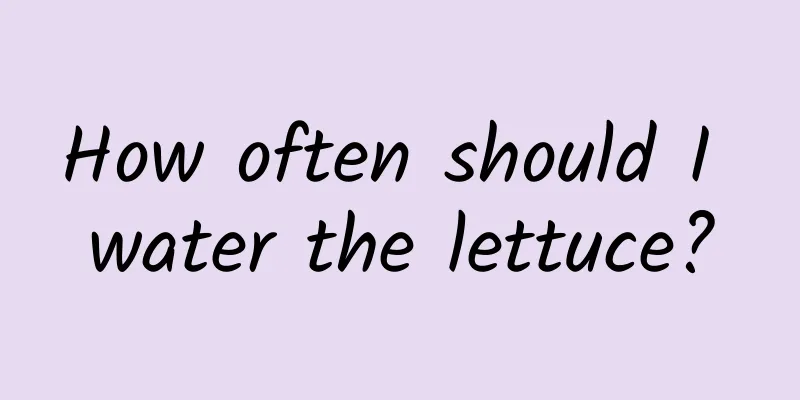 How often should I water the lettuce?