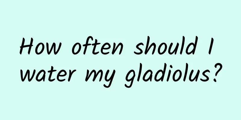 How often should I water my gladiolus?