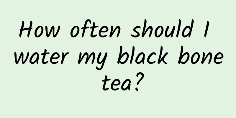 How often should I water my black bone tea?