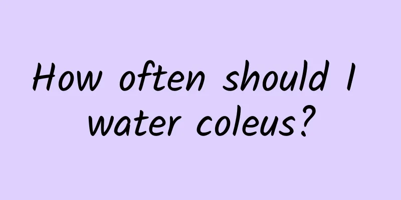 How often should I water coleus?