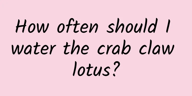 How often should I water the crab claw lotus?