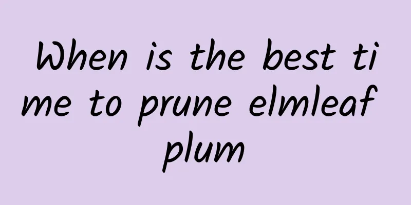 When is the best time to prune elmleaf plum