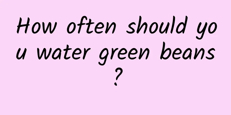 How often should you water green beans?