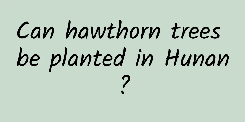Can hawthorn trees be planted in Hunan?