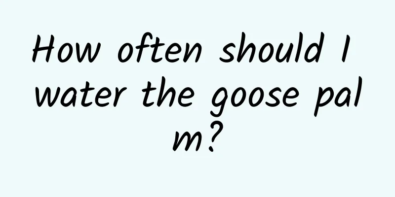 How often should I water the goose palm?