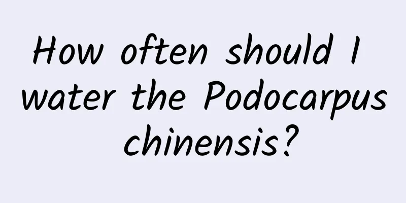 How often should I water the Podocarpus chinensis?