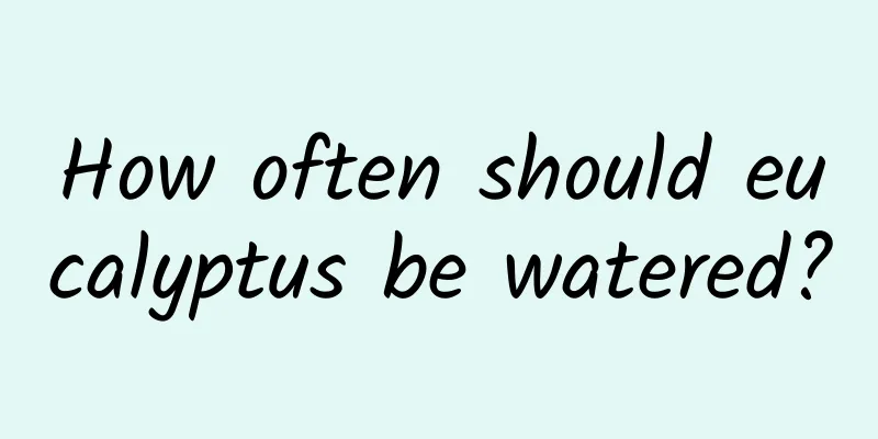 How often should eucalyptus be watered?