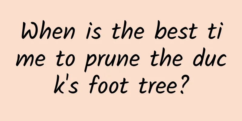 When is the best time to prune the duck's foot tree?