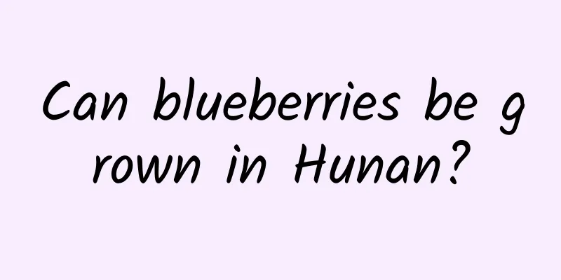 Can blueberries be grown in Hunan?