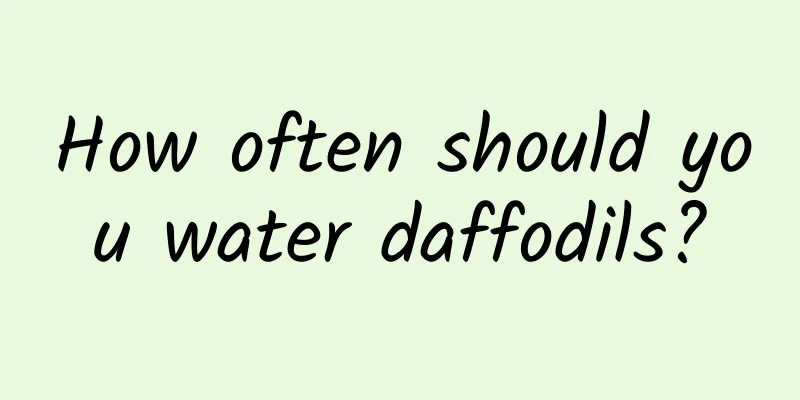 How often should you water daffodils?