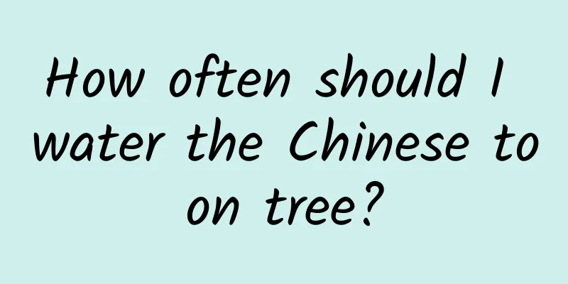 How often should I water the Chinese toon tree?