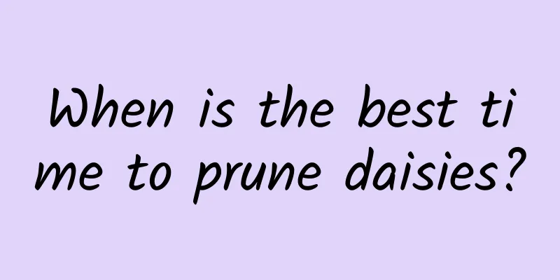 When is the best time to prune daisies?