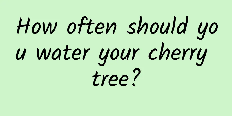 How often should you water your cherry tree?