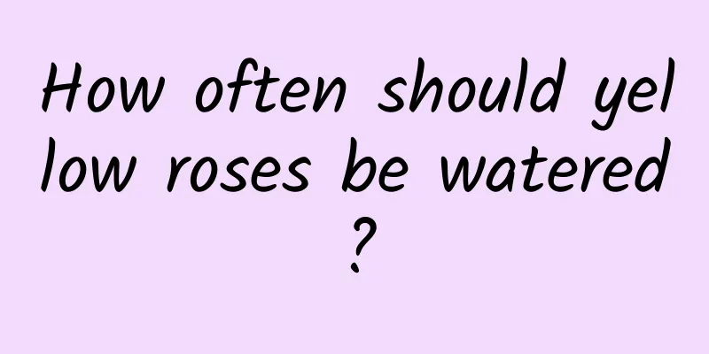 How often should yellow roses be watered?