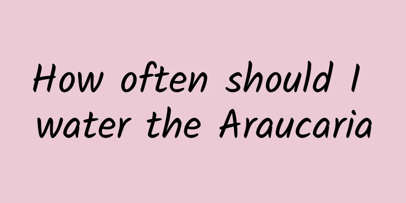 How often should I water the Araucaria