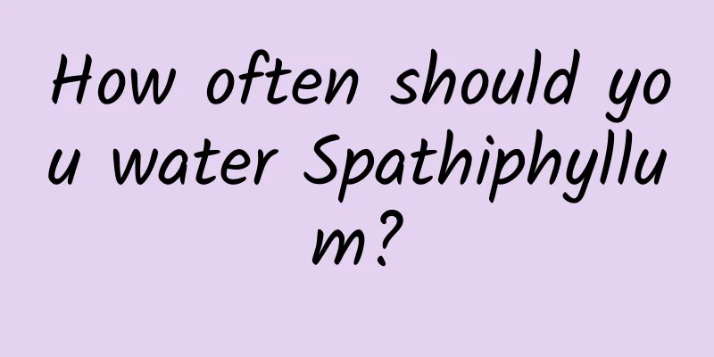 How often should you water Spathiphyllum?