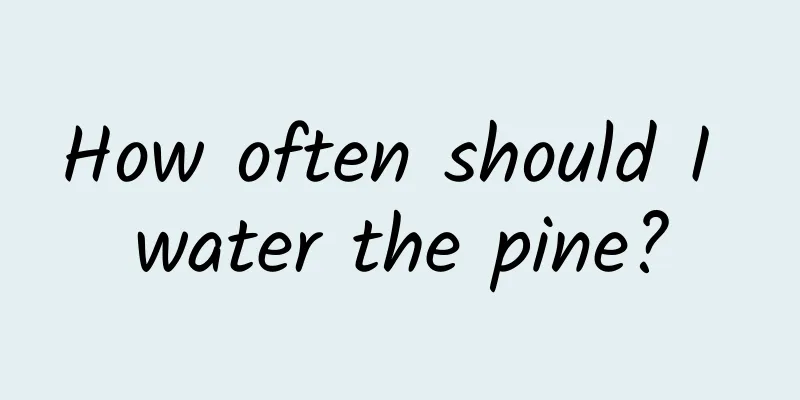 How often should I water the pine?