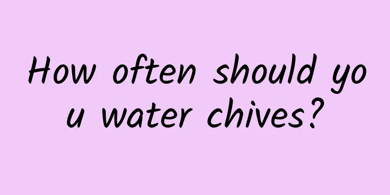 How often should you water chives?
