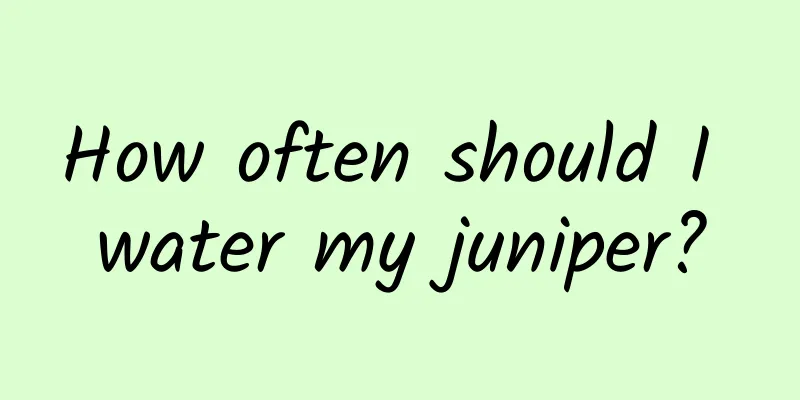 How often should I water my juniper?