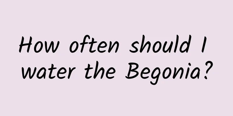 How often should I water the Begonia?
