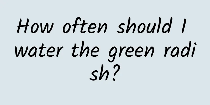 How often should I water the green radish?