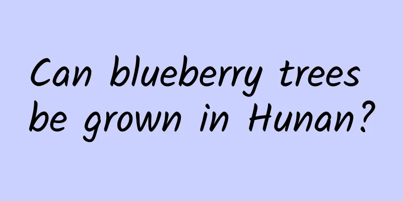 Can blueberry trees be grown in Hunan?
