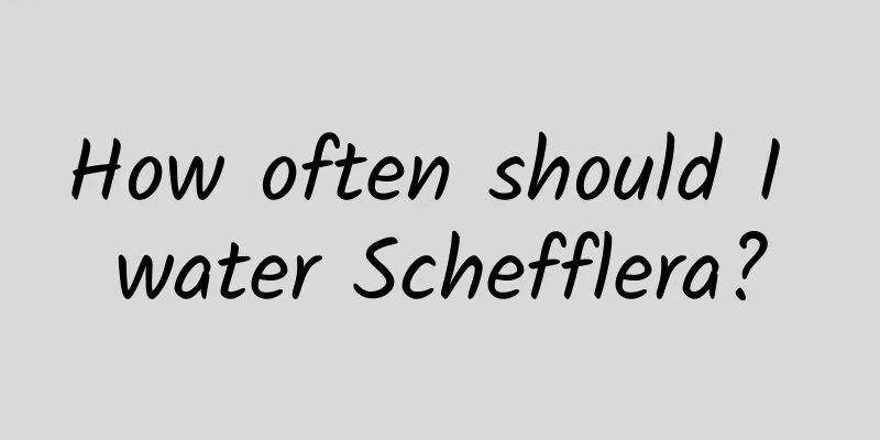 How often should I water Schefflera?