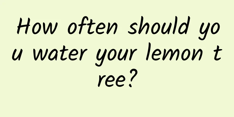 How often should you water your lemon tree?