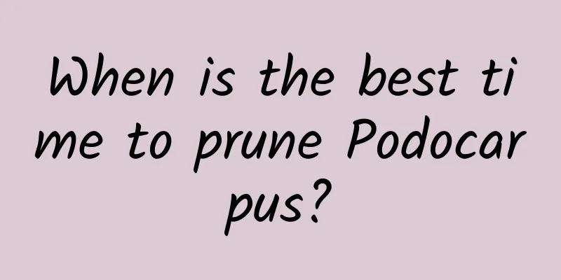 When is the best time to prune Podocarpus?