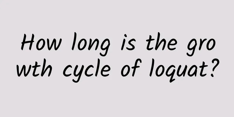 How long is the growth cycle of loquat?