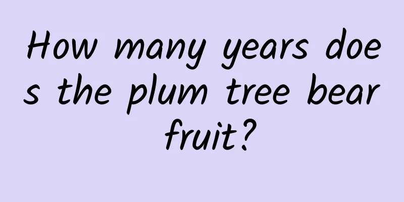 How many years does the plum tree bear fruit?
