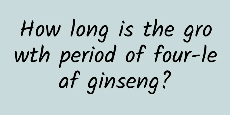 How long is the growth period of four-leaf ginseng?