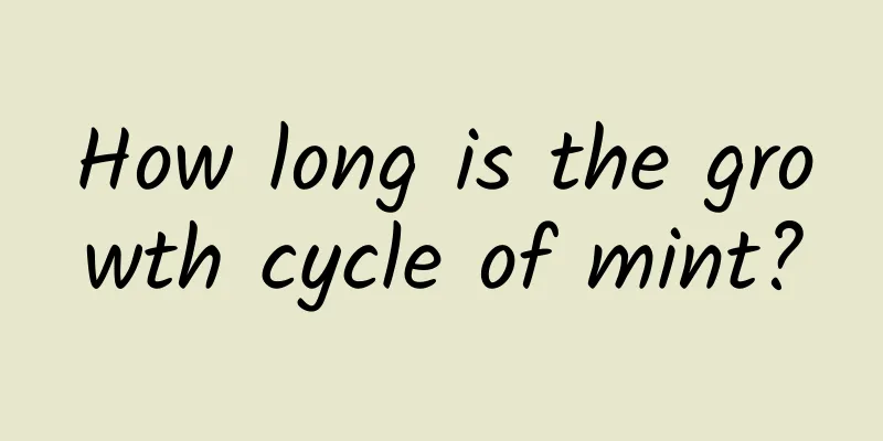 How long is the growth cycle of mint?