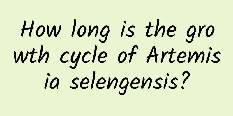 How long is the growth cycle of Artemisia selengensis?