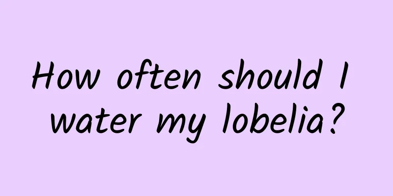 How often should I water my lobelia?