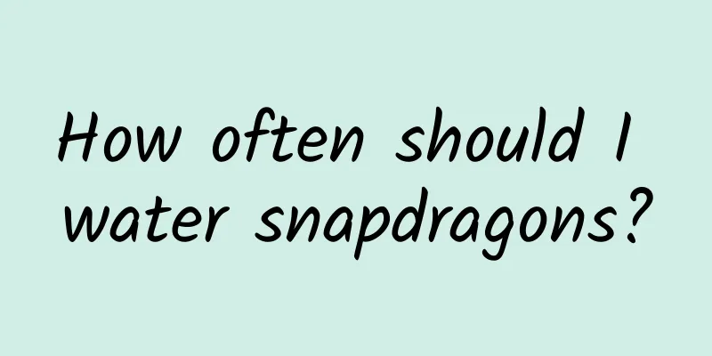 How often should I water snapdragons?