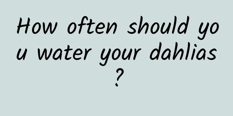 How often should you water your dahlias?