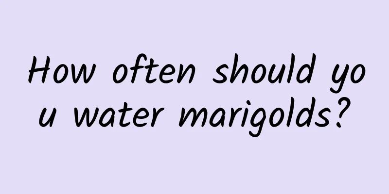 How often should you water marigolds?