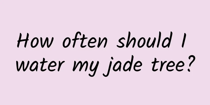 How often should I water my jade tree?