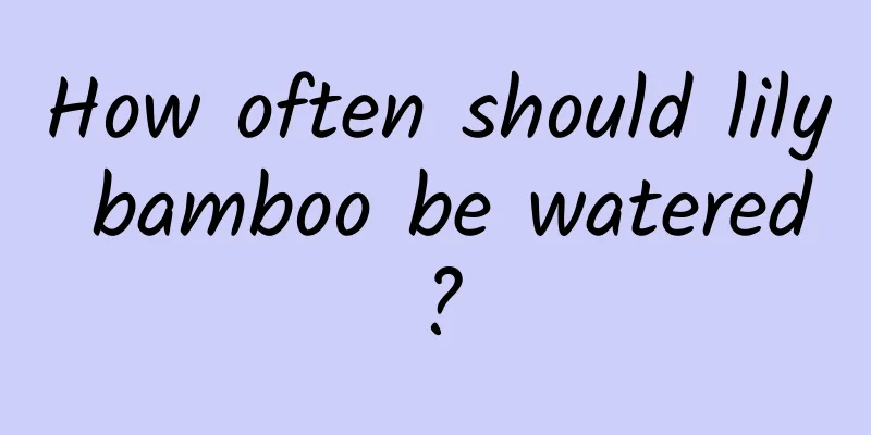 How often should lily bamboo be watered?