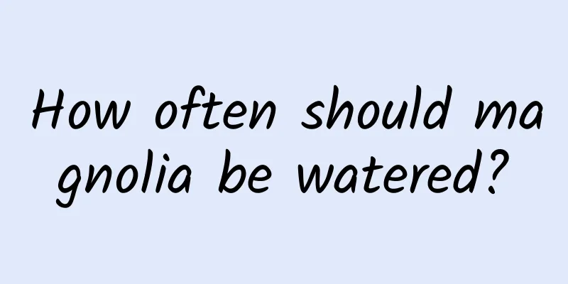 How often should magnolia be watered?
