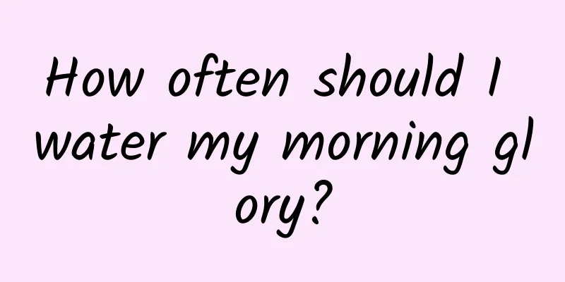 How often should I water my morning glory?