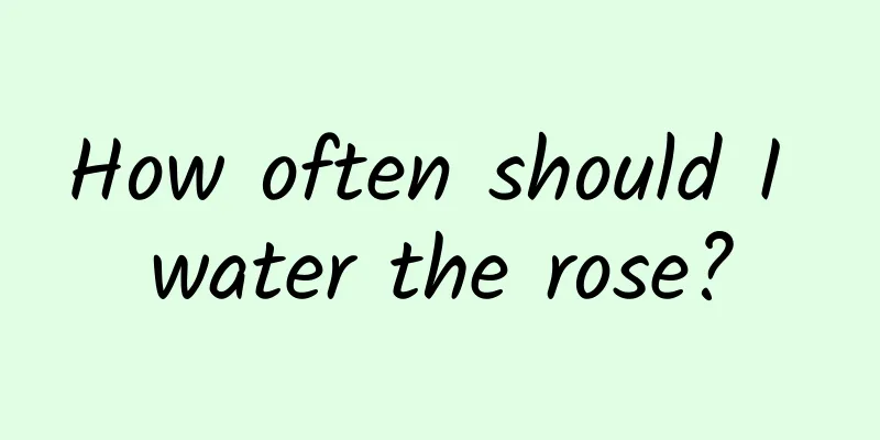 How often should I water the rose?