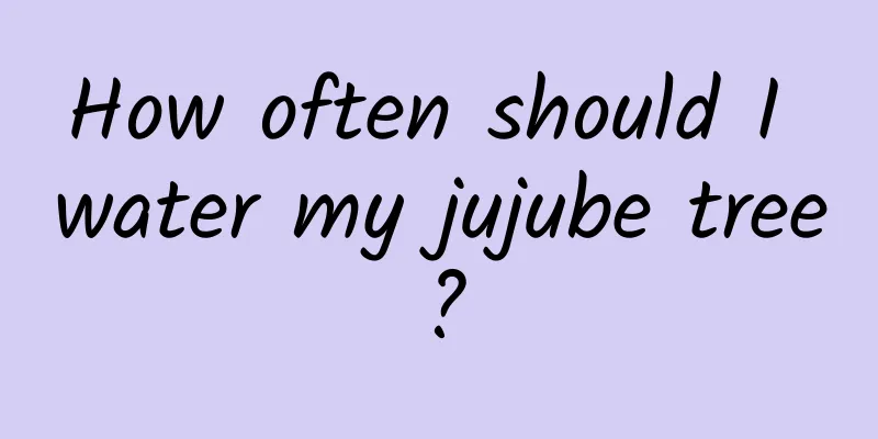 How often should I water my jujube tree?