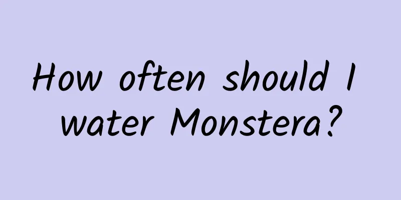 How often should I water Monstera?
